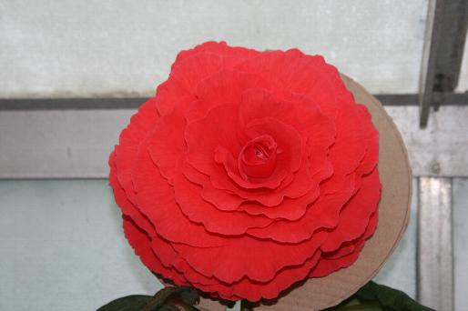 B. ‘Rosalind’